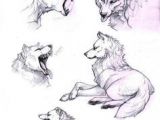 Drawing Wolves Fighting 180 Best Wolf Drawings Images Drawing Techniques Drawing