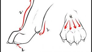 Drawing Wolves Step by Step Wolf Drawings Step by Step How to Draw Wolves Step 3 Art Color