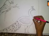 Drawings Easy to Copy Step by Step How to Draw A Peacock and Parrot Step by Step Easy Youtube