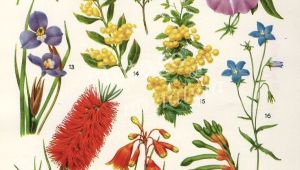 Drawings Of Australian Native Flowers Australian Flora Drawings Google Search Tattoos Pinterest