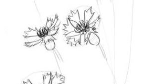 Drawings Of Corn Flower How to Draw A Cornflower Step 3 Art Design Pinterest