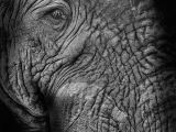 Drawings Of Elephant Eyes Elephant Abstract by Rudi Van Den Heever Via 500px Animals