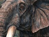 Drawings Of Elephant Eyes Elephant Ink and Watercolour by Shmeeden On Deviantart Art