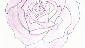 Drawings Of Heart Roses Heart Shaped Rose Drawing Heart Shaped Rose by Feeohnah Art