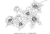Drawings Of Jasmine Flower Flower Line Drawing Images Stock Photos Vectors Shutterstock