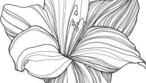 Drawings Of Lily Flowers Nicole Illustration Flower Power Patterns Drawings Flowers