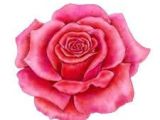 Drawings Of Pink Roses 38 Best Rose Images Pencil Drawings Drawing Flowers Paintings