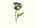 Drawings Of Small Roses 12 Best Tiny Rose Tattoos Images Tattoo Artists Tiny Tattoo