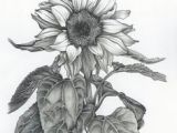 Drawings Of Sunflowers 84 Best Sunflower Drawing Images In 2019 How to Paint Sunflowers