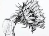 Drawings Of Sunflowers 84 Best Sunflower Drawing Images In 2019 How to Paint Sunflowers