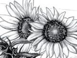 Drawings Of Sunflowers 97 Best Drawing Sunflowers Images Sunflower Drawing Sunflowers