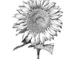 Drawings Of Sunflowers Sun Flower by Jee Sun Kim Floral Design In 2019 Drawings Flower