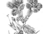 Drawings Of Trumpet Flowers 50 Best Botanical Art Images Botanical Art Floral Drawing Graffiti