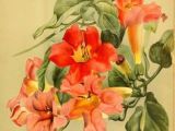 Drawings Of Trumpet Flowers 626 Best Vine Illustrations Images Images Botanical Illustration