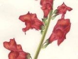 Drawings Of Trumpet Flowers Pin Od Jolanta Maa Gorzata Na Zra B to Sam W 2018 Botanical Prints
