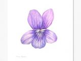 Drawings Of Violets Flowers 25 Best Violet Drawings Images Violets Paint China Painting