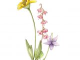 Drawings Of Violets Flowers Wild Violet Flower Drawings Posted by Laura ashton at 2 49 Pm