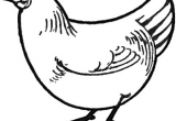 Easy Drawing Hen How to Draw Chickens Hens with Easy Step by Step Drawing Tutorial