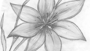 Easy Drawings Of Flowers In Pencil Step by Step Credit Spreads In 2019 Drawings Pinterest Pencil Drawings