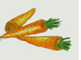 Easy Drawings with Pastels How to Draw Carrots Easy Step by Step Vegetables Drawing In Pastel