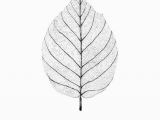 Easy Leaf Drawing Pine Cone In 2019 Leaf Skeleton Vintage Flower Prints