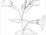 Easy Pictures Of Flowers to Draw Easy Flowers to Draw Cartoon Art Pencil Drawings Of