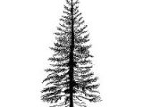 Easy Pine Tree Drawing Lavinia Stamps Clear Stamp Fir Tree 1 Small Tattoos