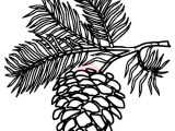 Easy Pine Tree Drawing White Pine Cone Drawing Clip Art Pine Cone Clipart Panda