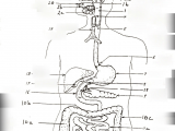 Easy to Draw Digestive System Digestive System Diagram Quizlet