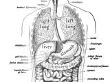 Easy to Draw Digestive System Human Digestive System Wikipedia