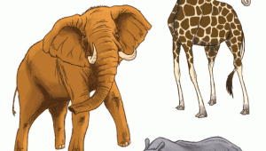 Easy to Draw Safari Animals Ryan Hall Can Draw Safari Animals 3d Stickers Safari
