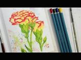Easy Watercolor Pencil Drawings Carnation Flower Real Time Beginner Watercolor Pencil