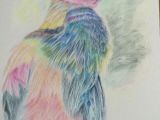 Easy Watercolor Pencil Drawings Heron Coloured Pencil Drawing Color Pencil Sketch Pencil