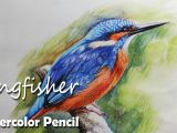 Easy Watercolor Pencil Drawings How to Paint A Kingfisher In Watercolor Pencil Youtube In