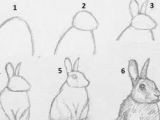 Easy Way to Draw Animals Image Result for How to Draw Realistic Animals Step by Step
