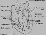 Easy Way to Draw Internal Structure Of Heart 11 Best Human Heart Drawing Images Anatomy Art Human