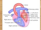 Easy Way to Draw Internal Structure Of Heart 3 Easy Ways to Learn Anatomy for Drawing Wikihow