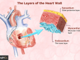 Easy Way to Draw Internal Structure Of Heart the 3 Layers Of the Heart Wall