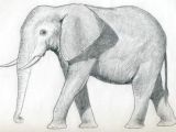 Elephant Pictures Easy to Draw How to Draw An Elephant Walt Use Our Pencil to Sketch