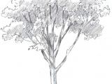 Family Tree Drawing Easy How to Draw Trees Oaks Tree Drawings Pencil Tree Art