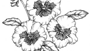 Flowers Drawing now How to Create and Draw A Planting Plan You Can Use for Your Own