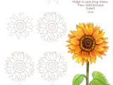 Flowers Garden Drawing Easy Drawing A Sunflower Draw Pages From thedrawpage Com Pinterest