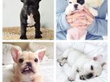 French Bulldog Drawing Easy Pin by Bethany Kay On Animals I Want Animals French