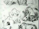 Gesture Drawings Of Animals Pin by Sage Miller On Reference Board Animal Sketches