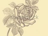 Hand Drawing Rose Flowers 86 Best Drawing Flowers Images Pencil Drawings Drawing Flowers