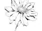 Handmade Drawing Flowers 1412 Nejlepa A Ch Obrazka Z Nasta Nky Flower Drawings Drawings