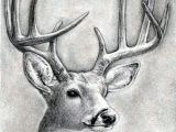 How to Draw A Deer Head Easy Como Dibujar Algunos Animales Realistas Parte1 Taringa