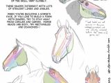 How to Draw Animal Faces Drawing Art Draw Animal Skeleton Anatomy Horse Reference