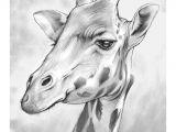 How to Draw Animal Faces the Giraffe Animal Drawings Giraffe Drawing Animal Sketches
