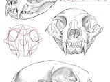 How to Draw Animal Skulls Cat Skull Anatomy Google Search Sketching Animal Skull